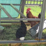 chickens in coop